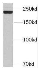 Myosin Heavy Chain 1 Antibody - BSA Free