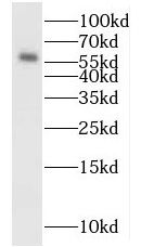MYEOV Antibody - BSA Free