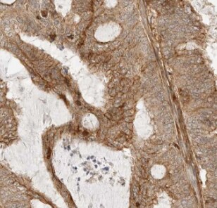 MYEOV Antibody - BSA Free