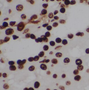 MYH Antibody - BSA Free