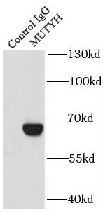 MYH Antibody - BSA Free
