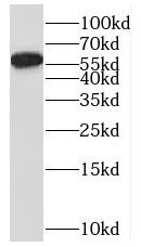 MYH Antibody - BSA Free
