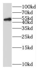 MURC Antibody - BSA Free