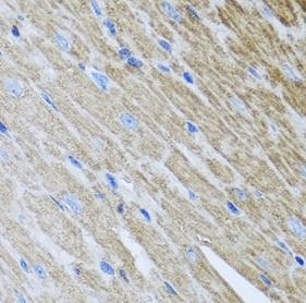 Metaxin-2 Antibody - BSA Free