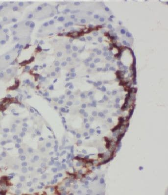 MTRF1 Antibody - BSA Free