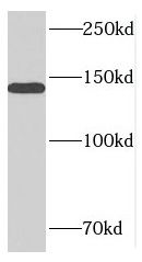 MTR Antibody - BSA Free