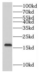 MTP18 Antibody - BSA Free