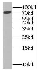 MTO1 Antibody - BSA Free
