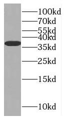 MTG1 Antibody - BSA Free