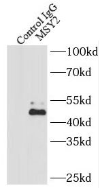 MSY2 Antibody - BSA Free