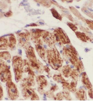MRPS34 Antibody - BSA Free