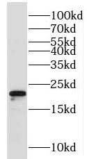 MRPS28 Antibody - BSA Free