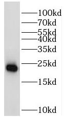 MRPS18A Antibody - BSA Free