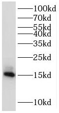 MRPS16 Antibody - BSA Free