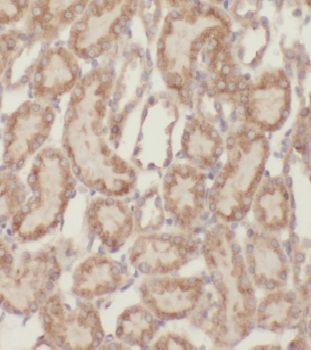 MRPS11 Antibody - BSA Free