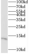 MRPL55 Antibody - BSA Free