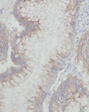 MRPL55 Antibody - BSA Free