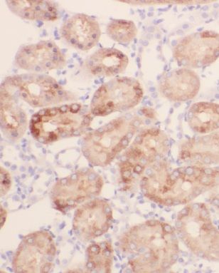 MRPL52 Antibody - BSA Free
