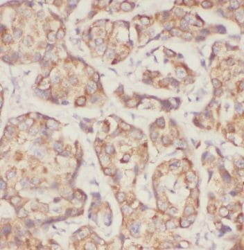 MRPL49 Antibody - BSA Free