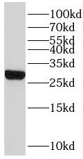 MRPL47 Antibody - BSA Free