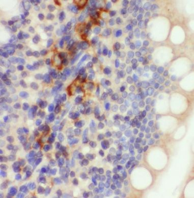 MRPL47 Antibody - BSA Free
