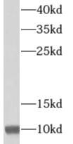 MRPL34 Antibody - BSA Free