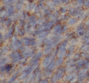 MRPL34 Antibody - BSA Free