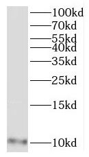 MRPL27 Antibody - BSA Free