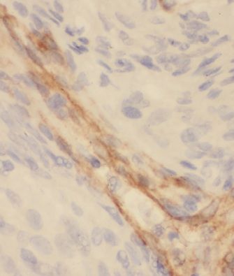 MRPL27 Antibody - BSA Free