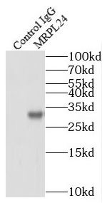 MRPL24 Antibody - BSA Free