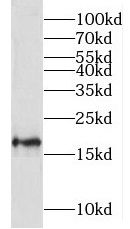 MRPL23 Antibody - BSA Free