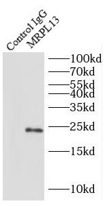 MRPL13 Antibody - BSA Free