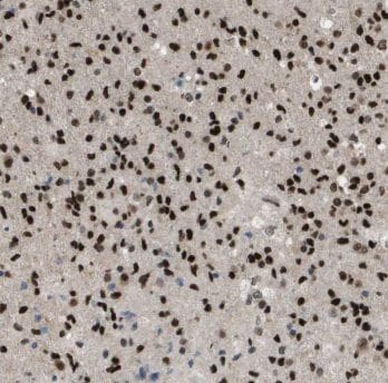 MRFAP1 Antibody - BSA Free