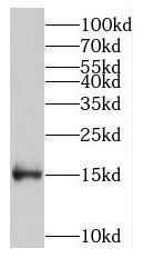 MRFAP1 Antibody - BSA Free