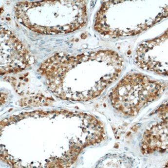MRAP Antibody - BSA Free