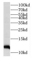 MRAP Antibody - BSA Free