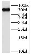 MPZL3 Antibody - BSA Free