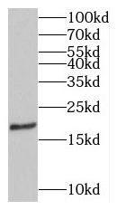 MPV17 Antibody - BSA Free
