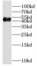 MPPE1 Antibody - BSA Free