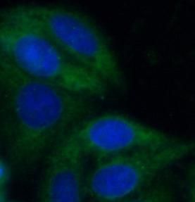 BRP44 Antibody - BSA Free