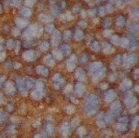 MOSC2 Antibody - BSA Free