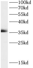 MOSC2 Antibody - BSA Free