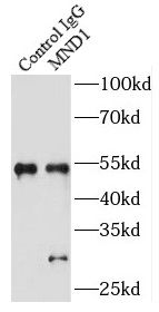 GAJ Antibody - BSA Free