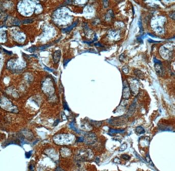 MN1 Antibody - BSA Free