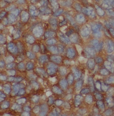 MMP20 Antibody - BSA Free