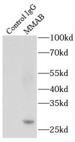 MMAB Antibody - BSA Free