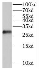 POLR3G Antibody - BSA Free