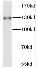 POLR3B Antibody - BSA Free