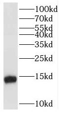 POLR2F Antibody - BSA Free