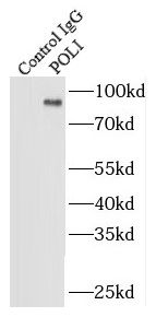 DNA Polymerase iota Antibody - BSA Free